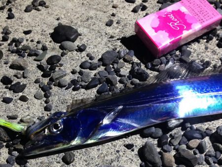 太刀魚　連日釣果がありすぎて載せきれません